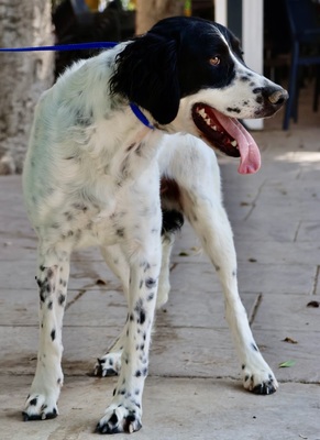 Scar, Irish Setter - Mix - Rüde