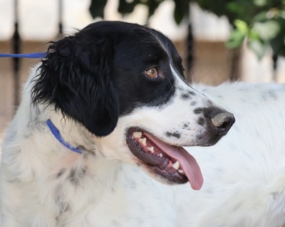 Scar, Irish Setter - Mix - Rüde