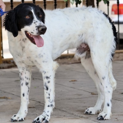 Scar, Irish Setter - Mix - Rüde