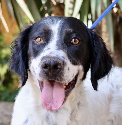 Scar, Irish Setter - Mix - Rüde