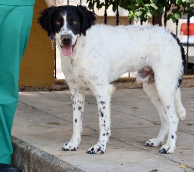 Scar, Irish Setter - Mix - Rüde