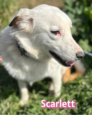 Scarlett, Mischling - Hündin