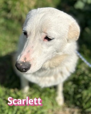 Scarlett, Mischling - Hündin