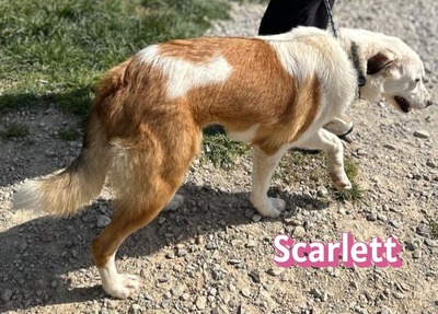 Scarlett, Mischling - Hündin