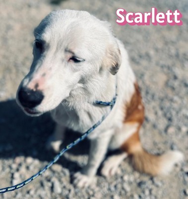 Scarlett, Mischling - Hündin
