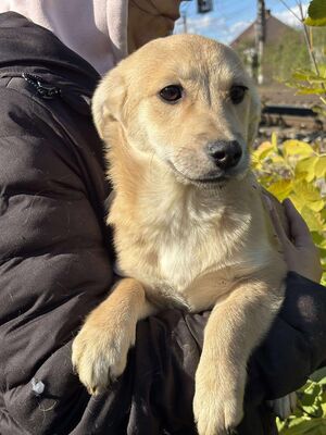 Scarlett, Mischling Welpen - Hündin