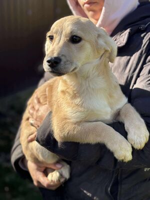 Scarlett, Mischling Welpen - Hündin