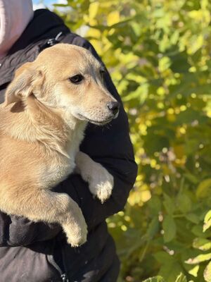 Scarlett, Mischling Welpen - Hündin