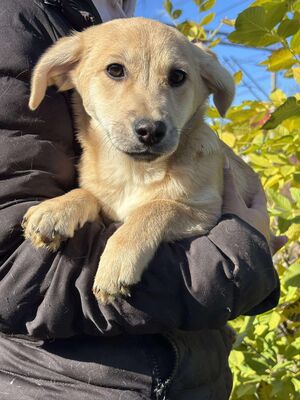 Scarlett, Mischling Welpen - Hündin