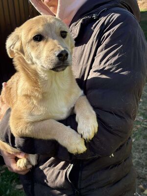 Scarlett, Mischling Welpen - Hündin