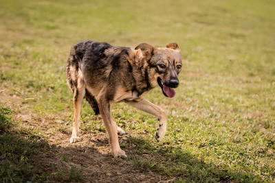 Scarlett - menschenbezogen, anhänglich, freundlich, vorsichtig, sensibel, liebenswürdig, Mischling - Hündin