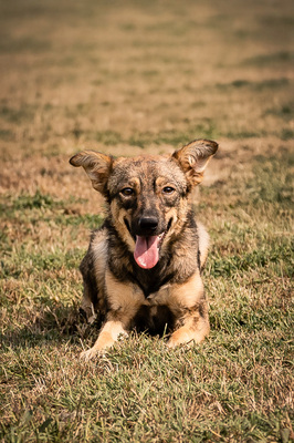 Scarlett - menschenbezogen, anhänglich, freundlich, vorsichtig, sensibel, liebenswürdig