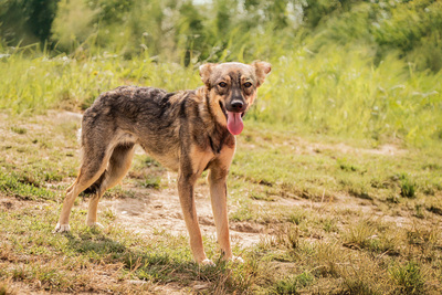 Scarlett - menschenbezogen, anhänglich, freundlich, vorsichtig, sensibel, liebenswürdig, Mischling (Video-Link vorhanden) - Hündin