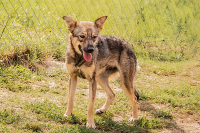 Scarlett - menschenbezogen, anhänglich, freundlich, vorsichtig, sensibel, liebenswürdig, Mischling (Video-Link vorhanden) - Hündin