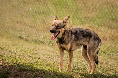 Scarlett - menschenbezogen, anhänglich, freundlich, vorsichtig, sensibel, liebenswürdig, Mischling (Video-Link vorhanden) - Hündin