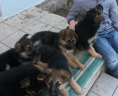 Schäferhund Welpen - Rüde