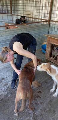 🐾 Schatzi – ein Herz voller Liebe sucht sein Für-Immer-Zuhause 💛