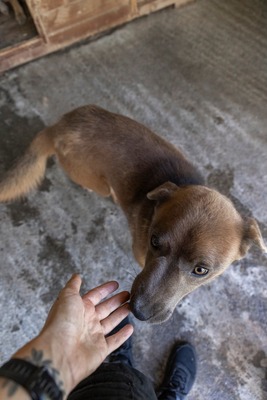 🐾 Schatzi – ein Herz voller Liebe sucht sein Für-Immer-Zuhause 💛, Mischling - Rüde