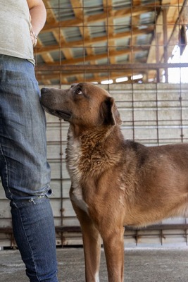 🐾 Schatzi – ein Herz voller Liebe sucht sein Für-Immer-Zuhause 💛, Mischling - Rüde