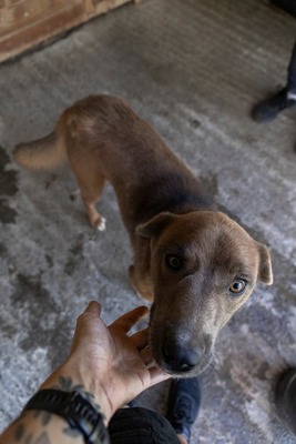 🐾 Schatzi – ein Herz voller Liebe sucht sein Für-Immer-Zuhause 💛, Mischling - Rüde