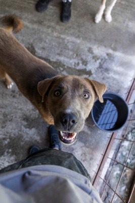 🐾 Schatzi – ein Herz voller Liebe sucht sein Für-Immer-Zuhause 💛, Mischling - Rüde