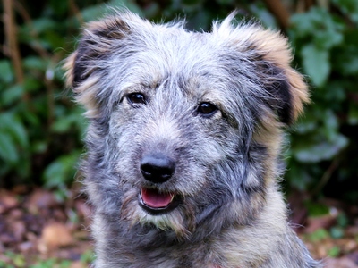 Schimat, Pumi-Mix - Hündin