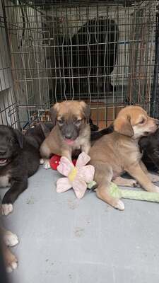 Schnuffel möchte endlich der Mittelpunkt im Leben eines Menschen sein, Mischling Welpen - Rüde