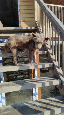 Schoko hofft auf ein Wunder