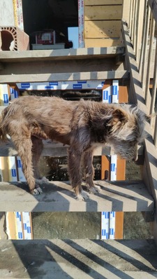 Schoko hofft auf ein Wunder, Mischling - Hündin