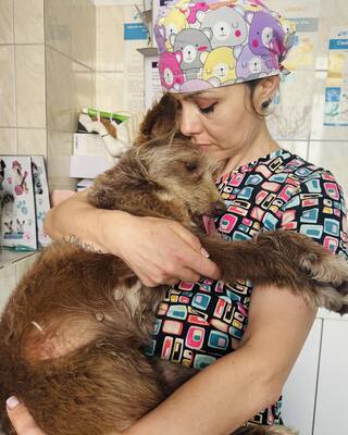 Schoko hofft auf ein Wunder, Mischling - Hündin