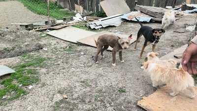 Schoko hofft auf ein Wunder, Mischling - Hündin