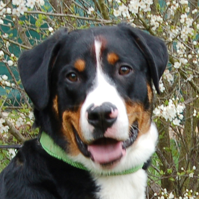 Schorschi, Schweizer Sennenhund - Rüde