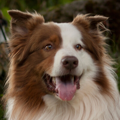 Schröder, Australien Shepard - Rüde