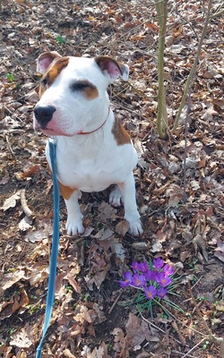 Schröder, Miniaturbullterrier englische bulldogge - Rüde