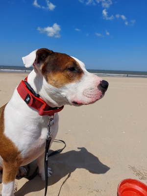 Schröder, Miniaturbullterrier englische bulldogge - Rüde