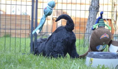 Schwarzer Russischer Terrier Welpen - Rüde