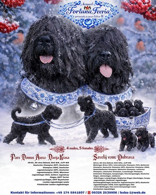 Schwarzer Russischer Terrier Welpen - Rüde