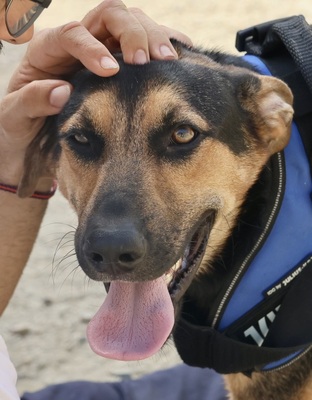 Scooby-Doo, Schäferhund - Mix - Rüde