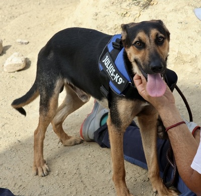 Scooby-Doo, Schäferhund - Mix - Rüde