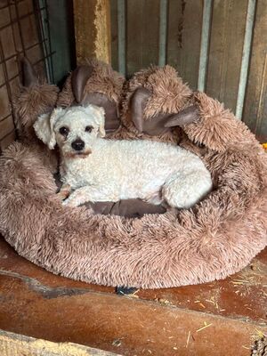 Scotty, Bichon - Mischling - Rüde