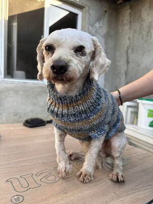Scotty, Bichon - Mischling - Rüde