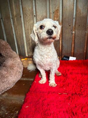Scotty, Bichon - Mischling - Rüde