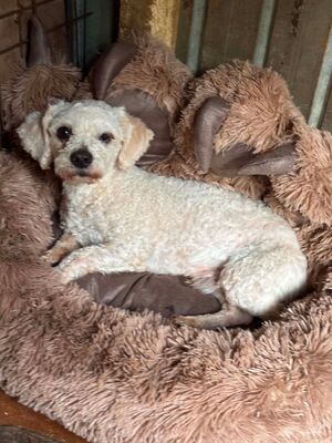 Scotty, Bichon - Mischling - Rüde