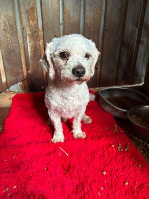 Scotty, Bichon - Mischling - Rüde