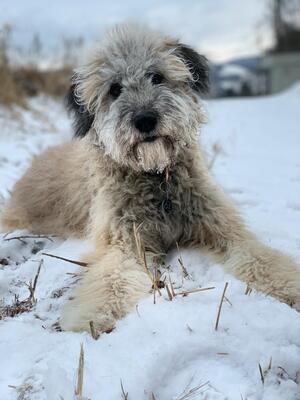 Scotty, Unbekannt - Rüde