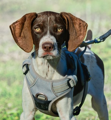 Scout, Typ Pointer (kein Stammbaum) - Rüde