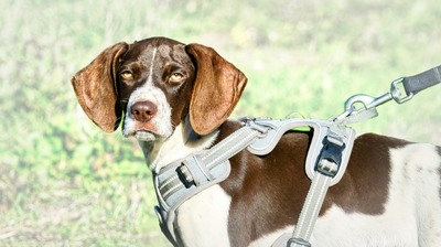 Scout - bereit für Abenteuer, Typ English Pointer (kein Stammbaum) - Rüde