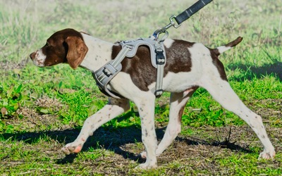 Scout - bereit für Abenteuer, Typ English Pointer (kein Stammbaum) - Rüde