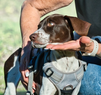 Scout - bereit für Abenteuer, Typ English Pointer (kein Stammbaum) - Rüde