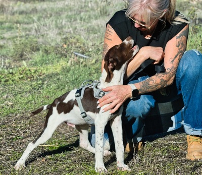 Scout - bereit für Abenteuer, Typ English Pointer (kein Stammbaum) - Rüde